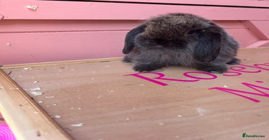 Mini Lop rabbits - Advert 3