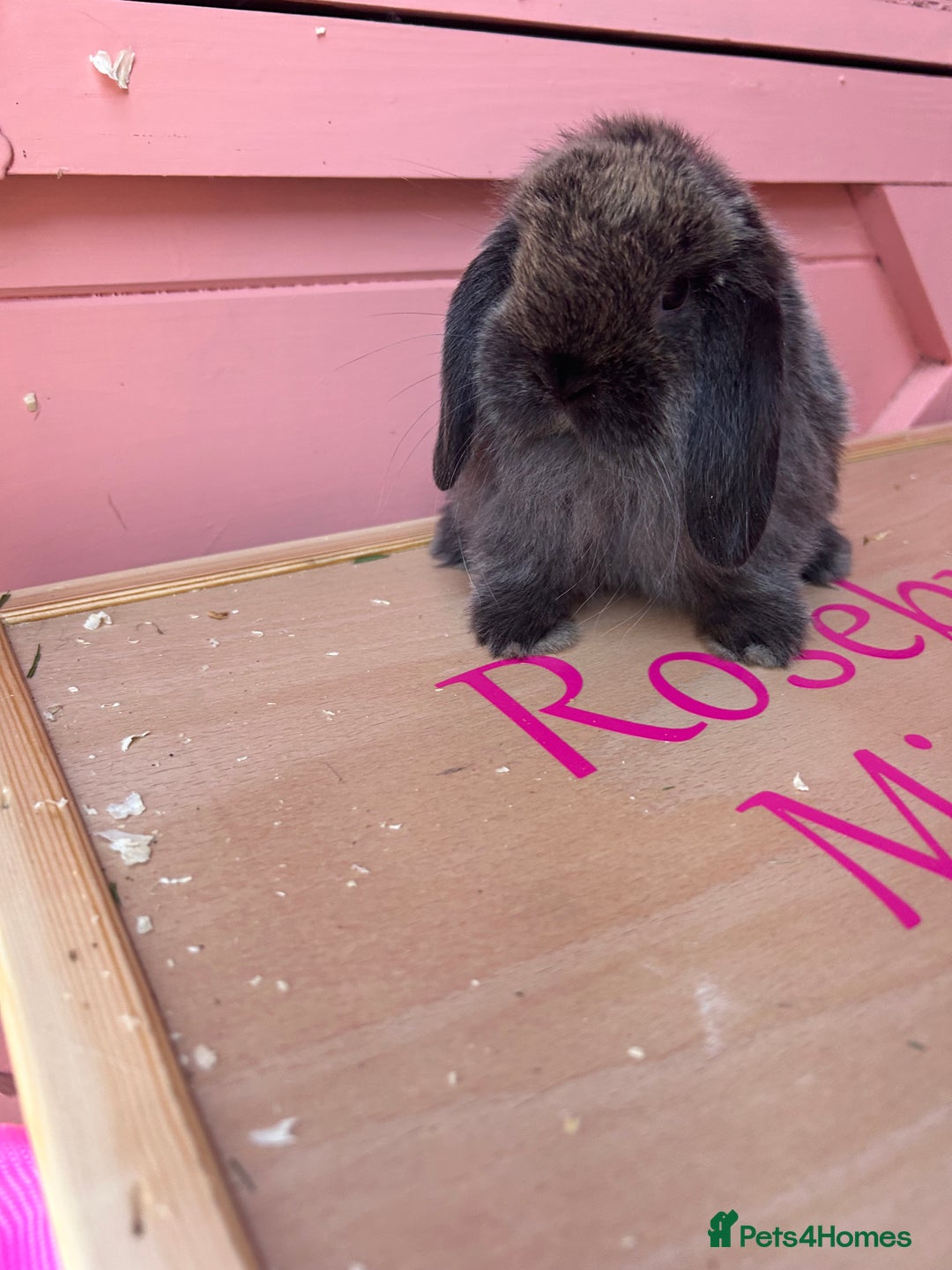 Mini Lop rabbits for sale: Show bloodline Miniature lop baby rabbits  - Image 3