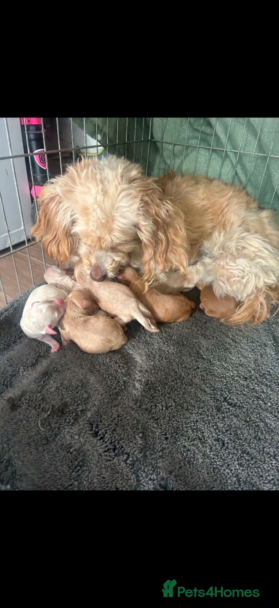 Cockapoo dogs Cockapoo puppies  - Advert 2
