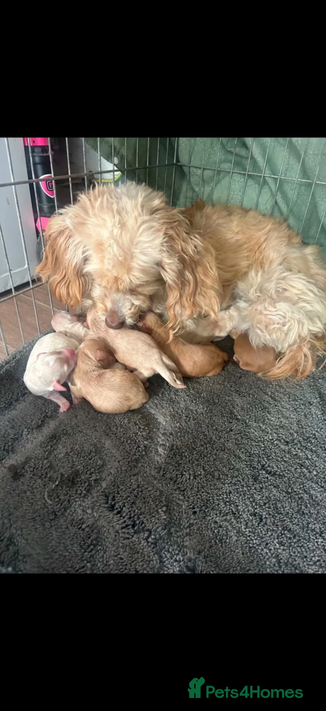Cockapoo dogs for sale: Cockapoo puppies  - Advert 11