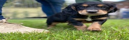 Cocker Spaniel dogs for stud: Ammerdown Galahad - Health Tested Stud in Frome - Advert 6