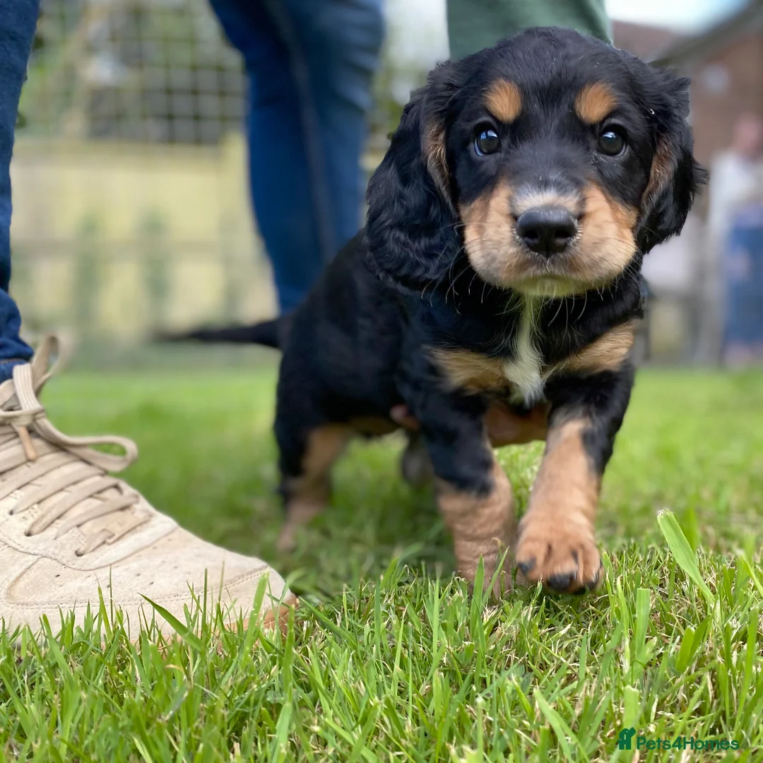 Cocker Spaniel dogs for stud: Ammerdown Galahad - Health Tested Stud in Frome - Advert 9