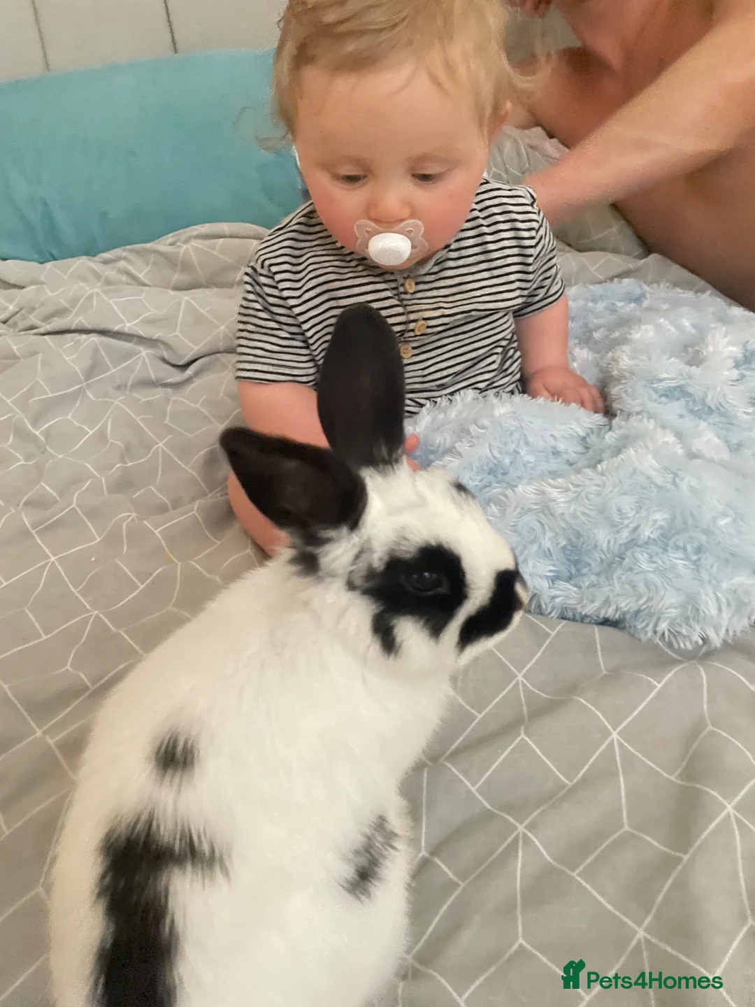 Mini Lop rabbits for sale: Female rabbit - princess  in Wigan - Advert 2