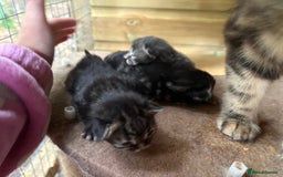 Maine Coon cats for sale: Maincoon cross kittens  - Image 15