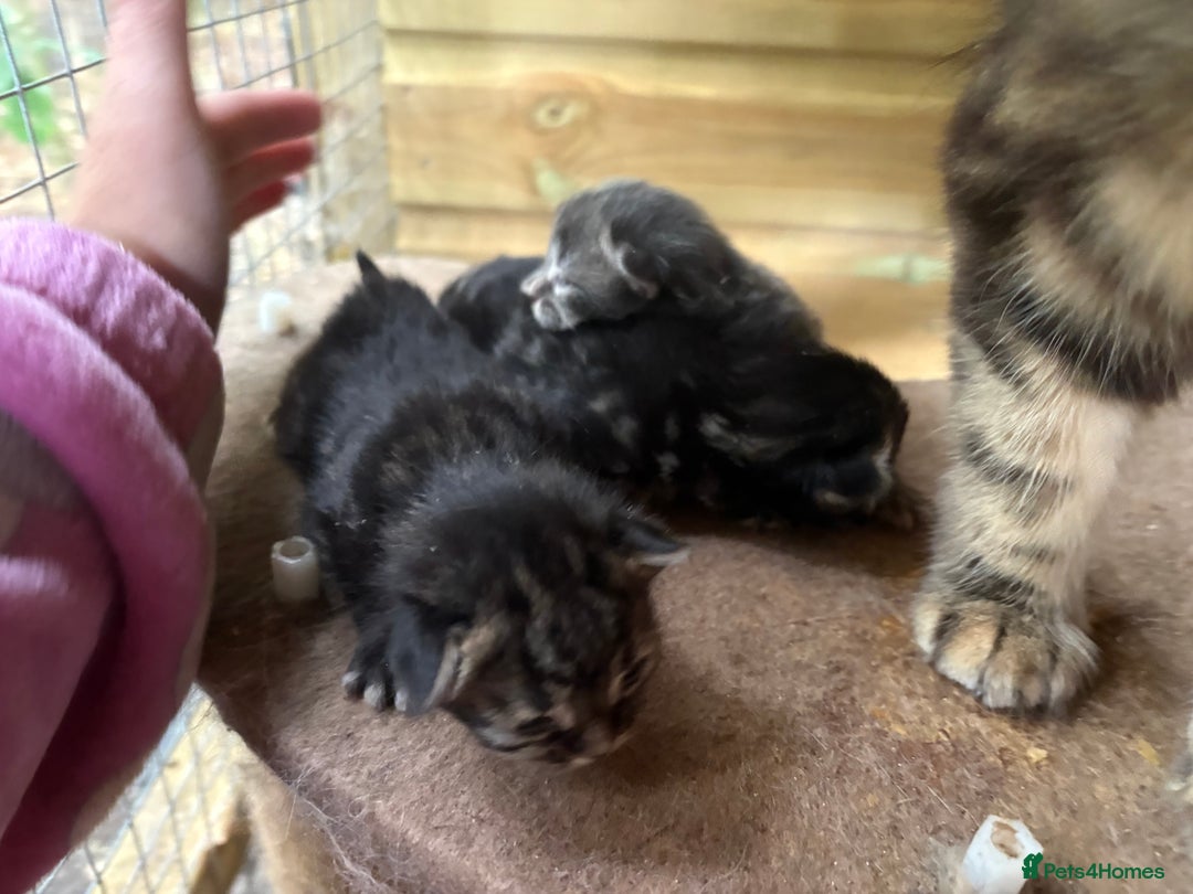 Maine Coon cats for sale: Maincoon cross kittens  - Image 15