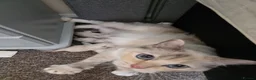 Ragdoll cats for sale: Beautiful Ragdoll kittens  - Advert 2