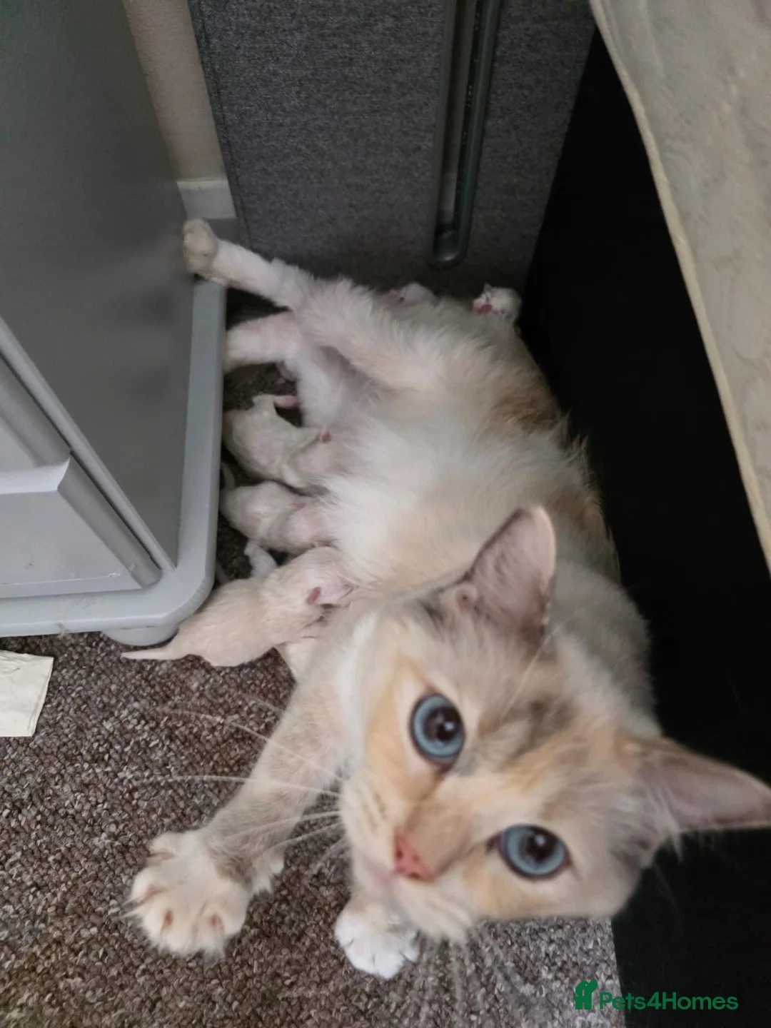 Ragdoll cats for sale: Beautiful Ragdoll kittens  - Advert 2