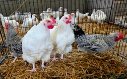Chickens poultry for sale: White Orpington, Speckled Marans, Cream Legbars X - Image 5