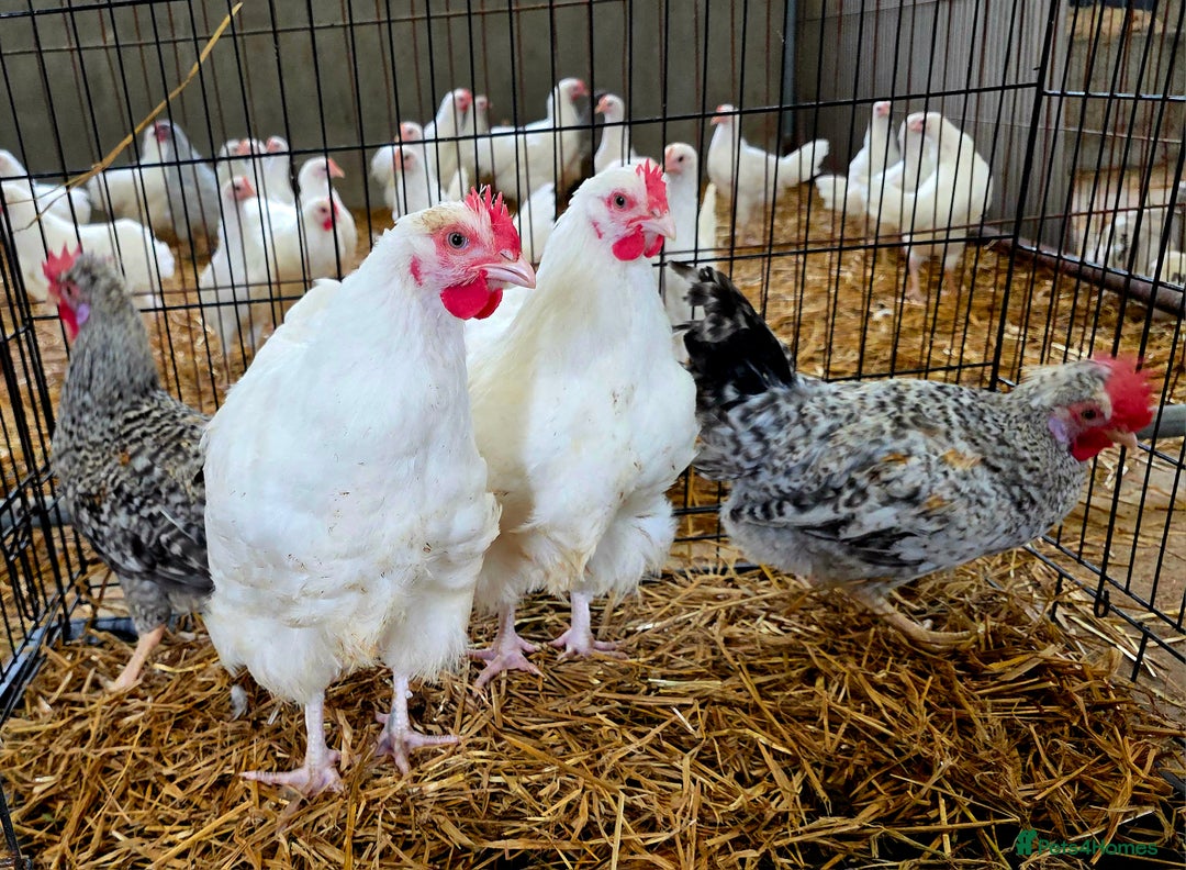 Chickens poultry for sale: White Orpington, Speckled Marans, Cream Legbars X - Image 5