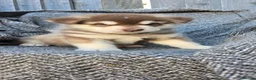 Alaskan Malamute dogs for sale: 1 Remaining Beautiful Alaskan Malamute Puppy - Advert 16