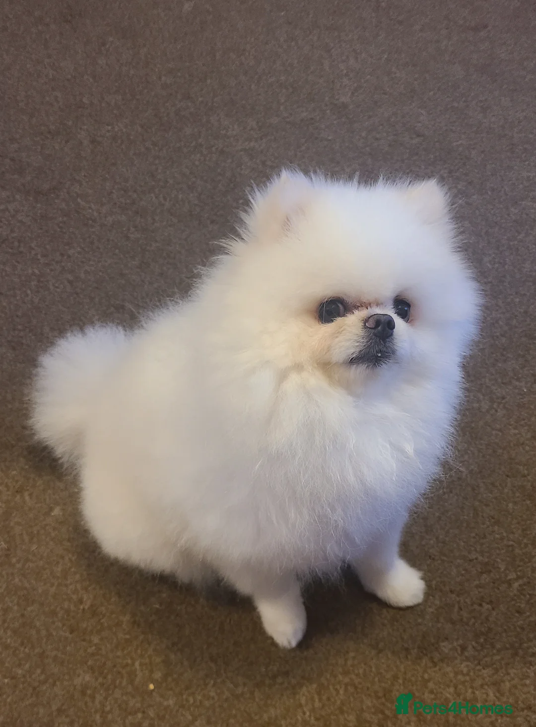 Pomeranian dogs for stud: White KC Registered pomeranian. *Stud duties only* - Advert 15