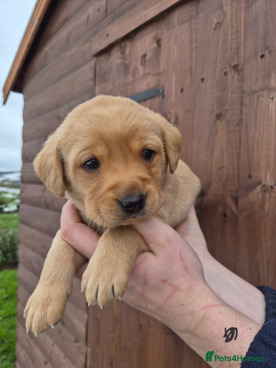 Labrador Retriever dogs for sale: Beautiful Labrador Retriever Puppies for Sale - Advert 18