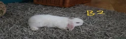 Mini Lop rabbits for sale: Mini Lop babies - Bucks - Advert 13