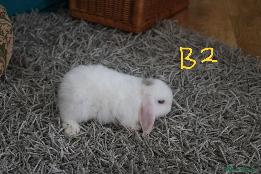 Mini Lop rabbits for sale: Mini Lop babies - Bucks - Advert 13