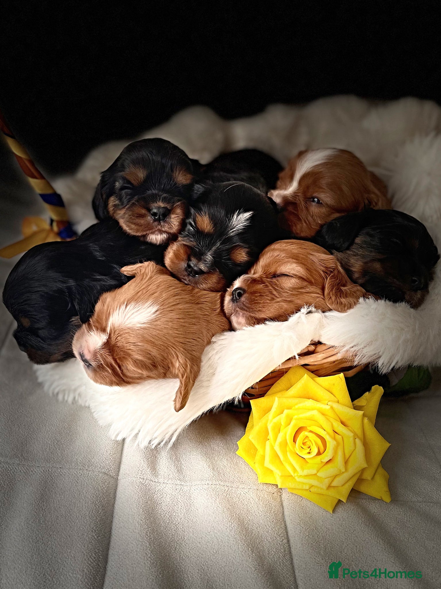 Cavalier King Charles Spaniel dogs for sale: Cavalier King Charles Puppies – Health Tested - Advert 1