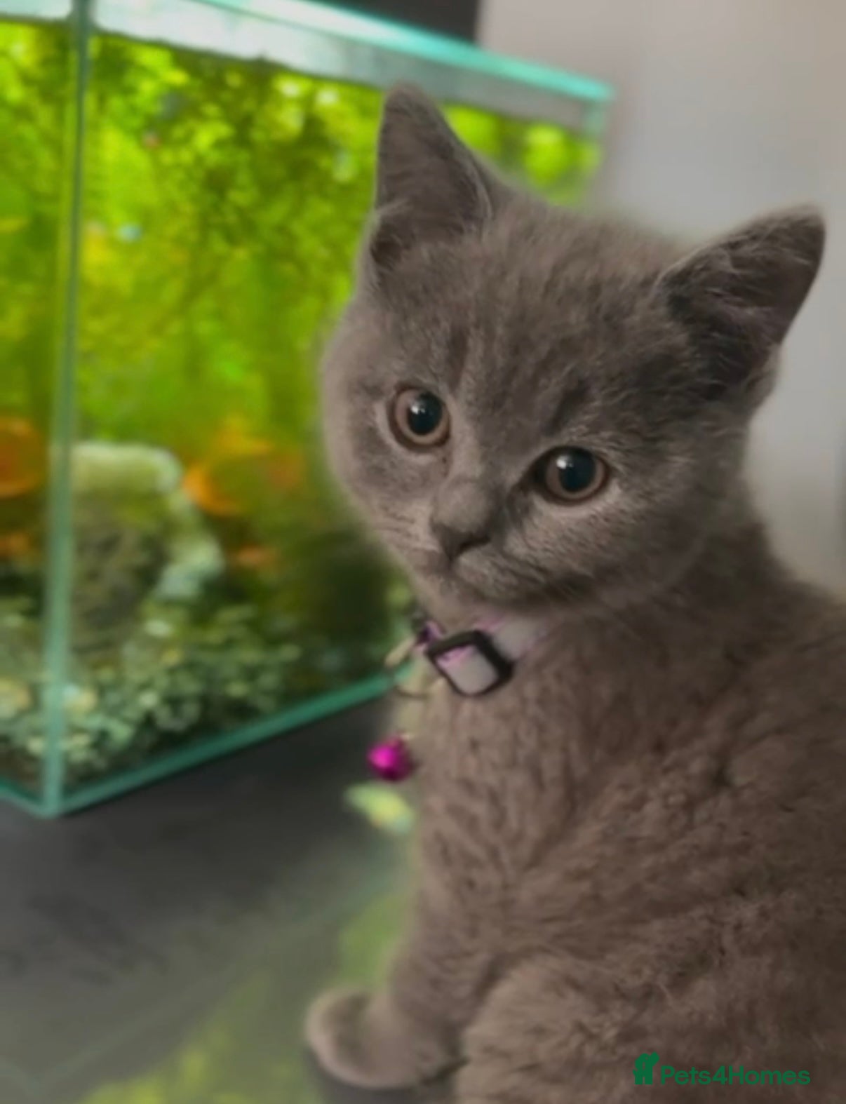 British Shorthair cats Cute playful fully vaccinated BSH ready to rehome - Advert 4