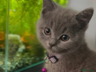British Shorthair cats Cute playful fully vaccinated BSH ready to rehome - Advert 4