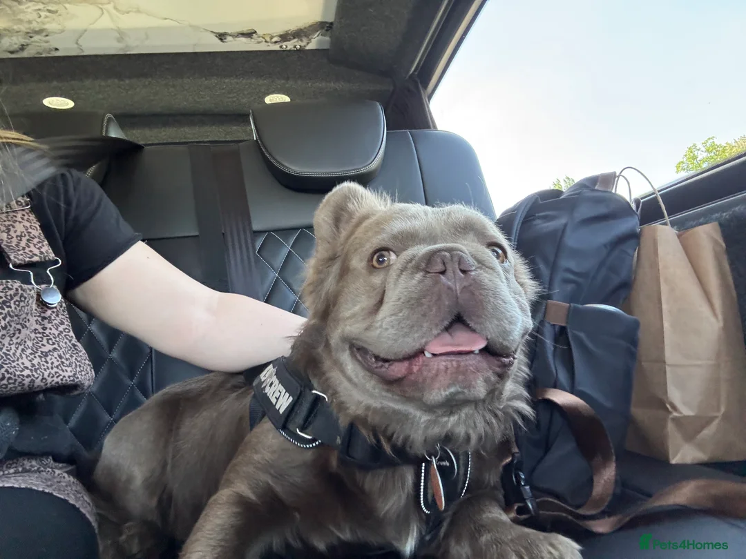 French Bulldog dogs for stud: *STUD* KC NEW SHADE ISABELLE FLUFFY FRENCH BULLDOG in Tonbridge - Advert 19