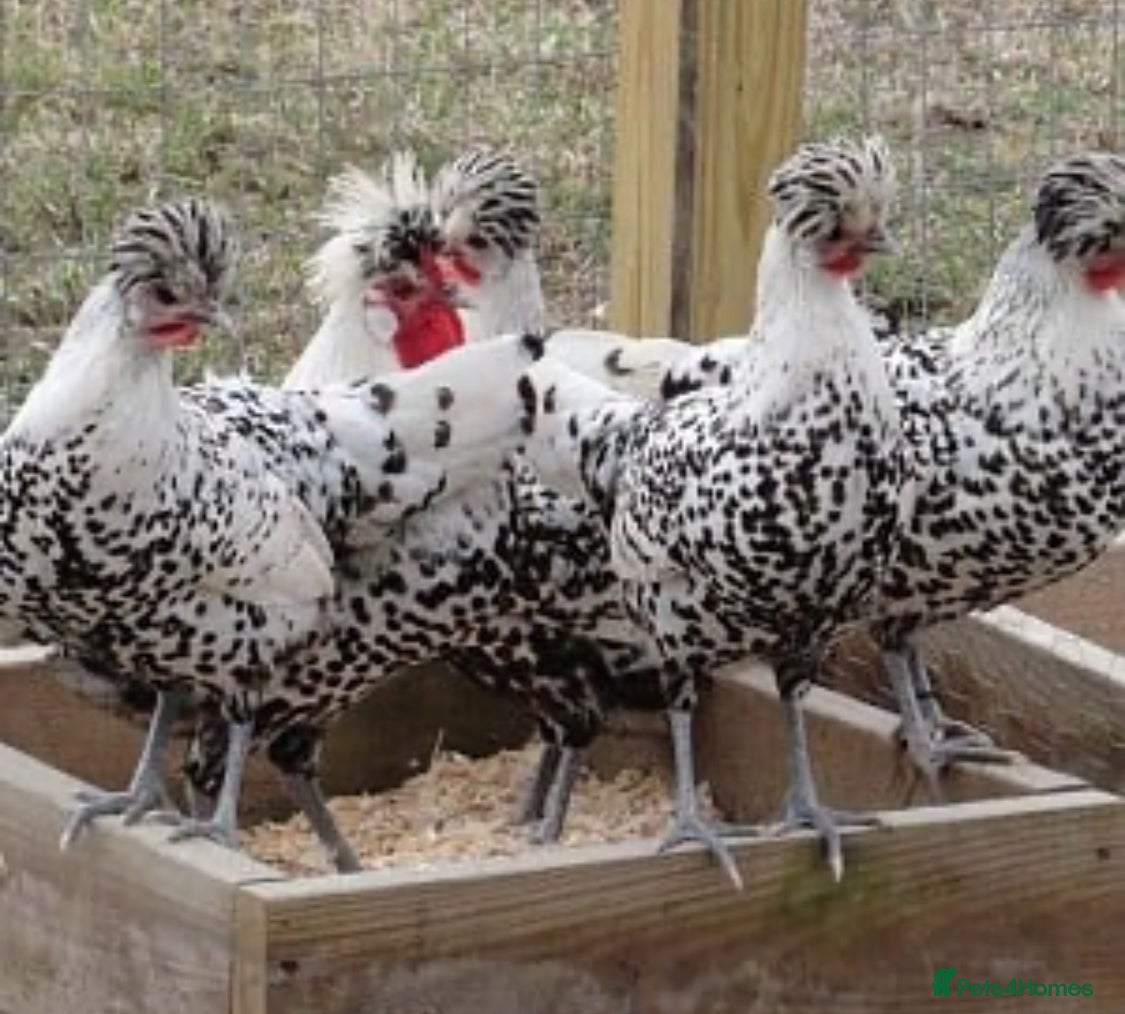 Chickens poultry for sale:  Appenzeller, Pekin, Brakel, Guinea Fowl, Bobwhite in Aberaeron - Advert 11