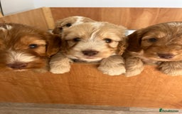 Cockapoo dogs for sale: 7 beautiful cockapoos baby’s  - Image 31