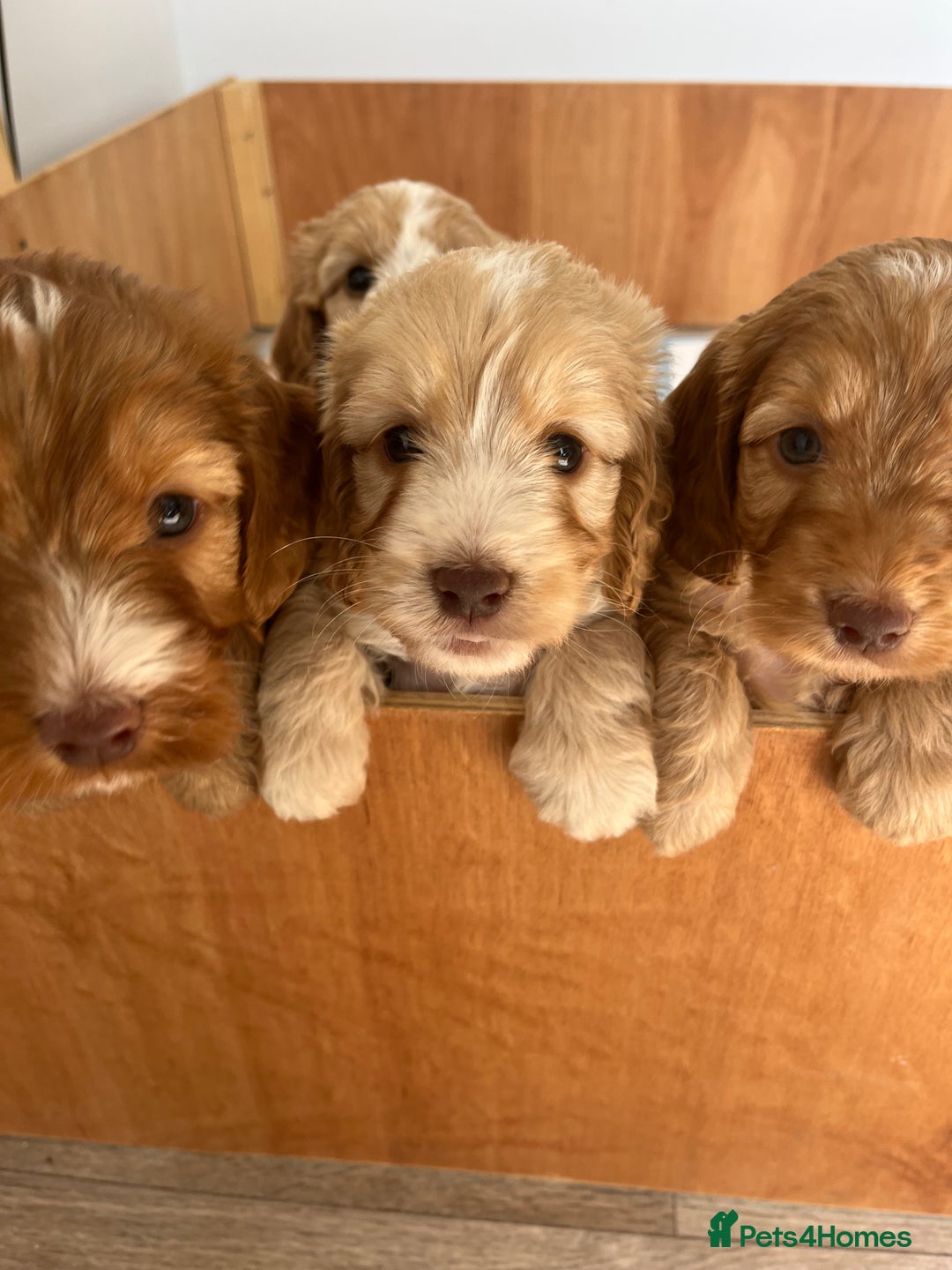 Cockapoo dogs for sale: 7 beautiful cockapoos baby’s  - Image 31