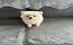 Pomeranian dogs for sale: Pomeranian puppies  - Image 14