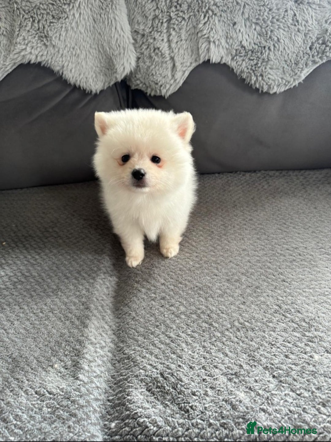 Pomeranian dogs for sale: Pomeranian puppies  - Image 14