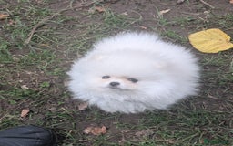 Pomeranian dogs for sale: ☁️OUTSTANDING QUALITY POM GIRL☁️ - Image 18