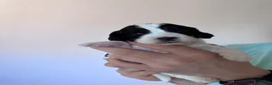 Rosie