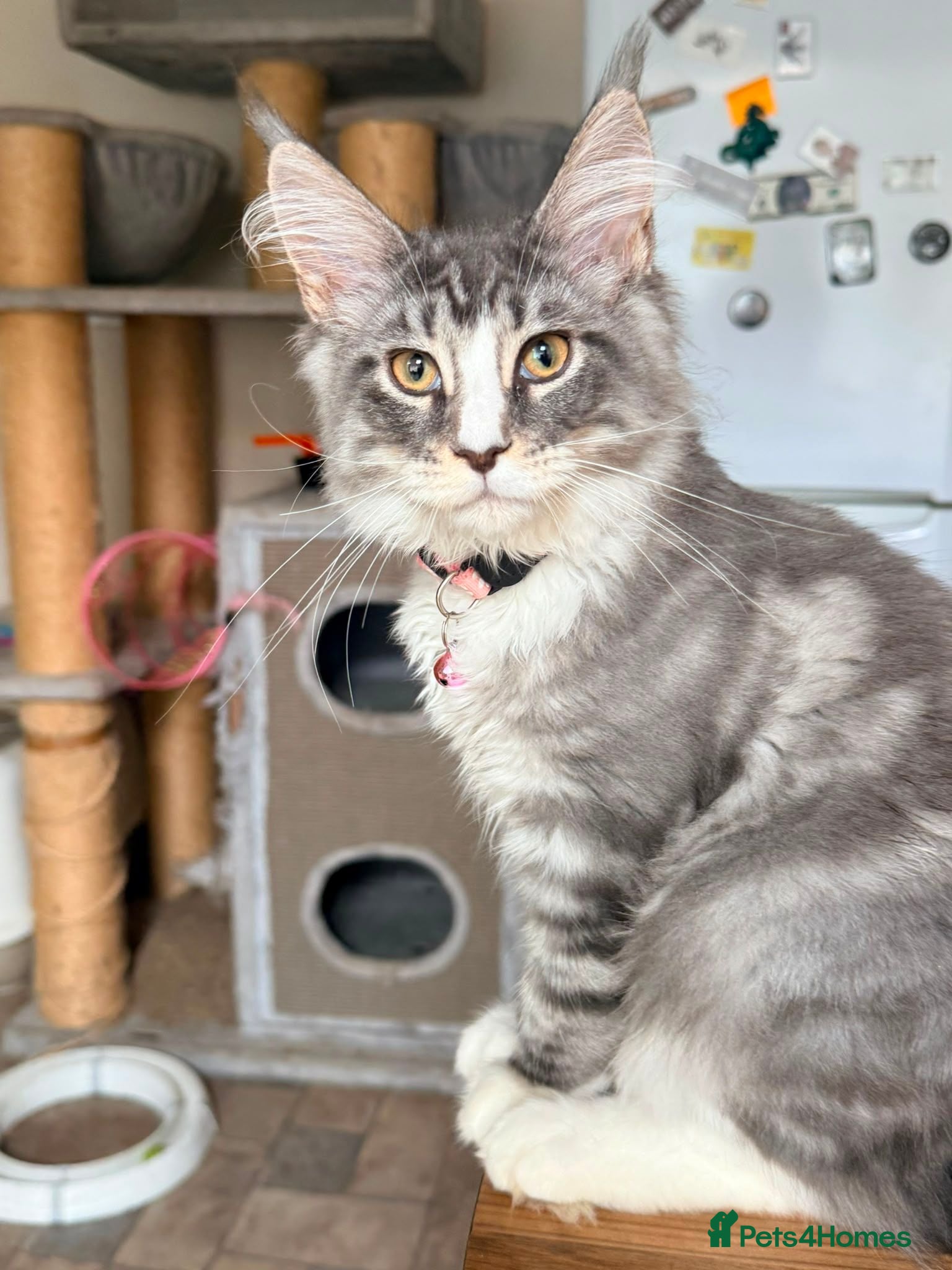 Maine Coon cats 1 Beautiful pedigree FEMALE Maine Coon kitten - Advert 15