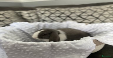 Mini Lop rabbits - Advert 11