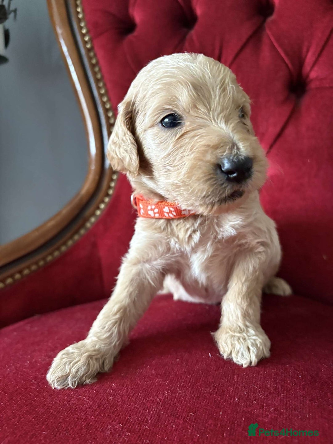Goldendoodle dogs for sale: Golden Doodle litter  - Image 10