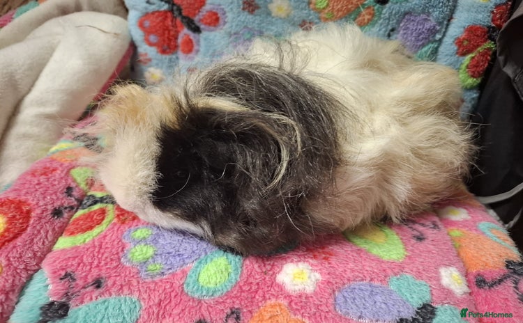 Guinea Pig rodents - Advert 12