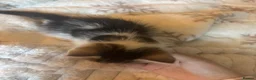Mixed Breed cats for sale: Three Gorgeous 7 Week old KITTENS! Ghost Tabby! - Advert 2