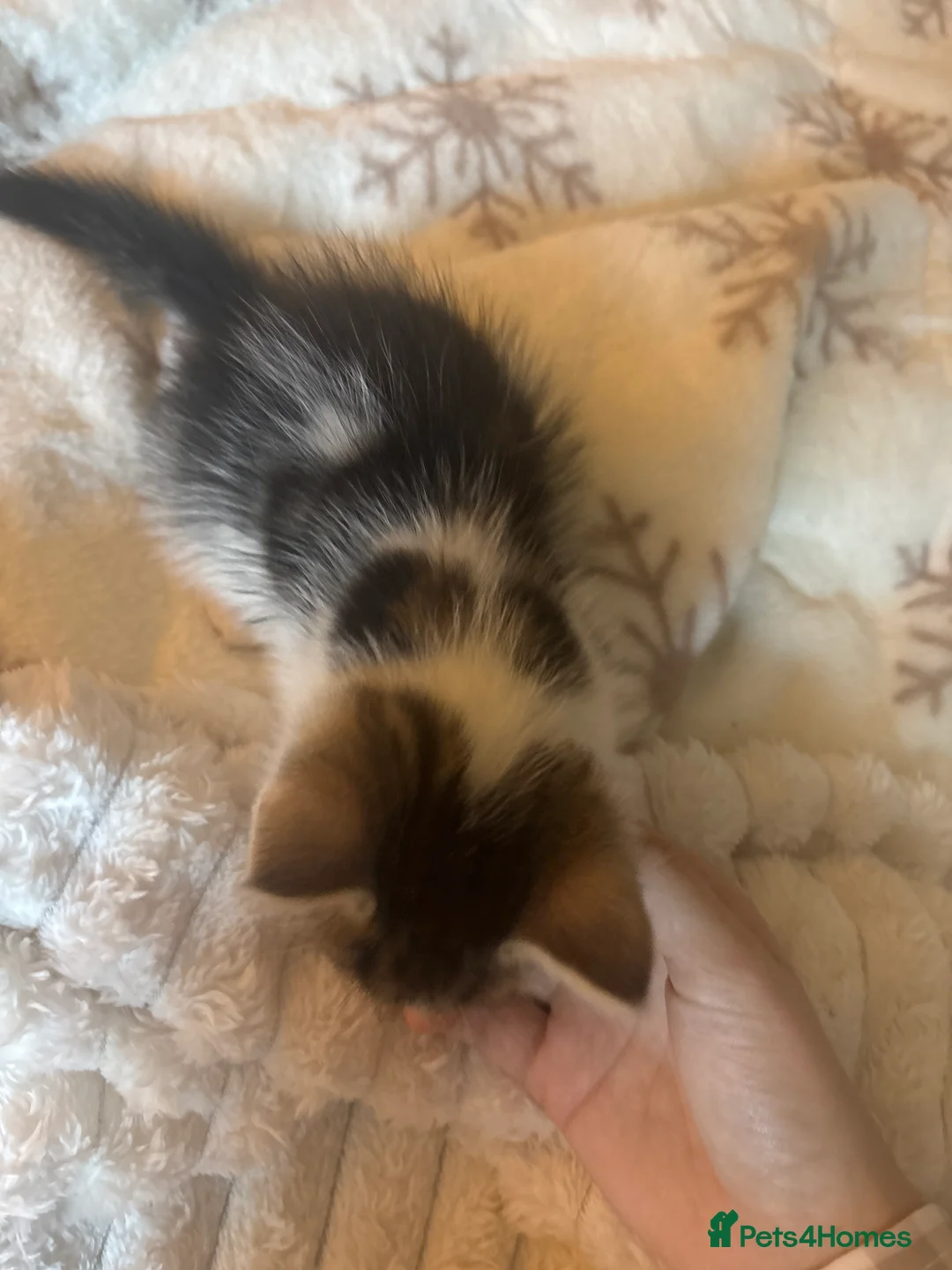 Mixed Breed cats for sale: Three Gorgeous 7 Week old KITTENS! Ghost Tabby! - Advert 2