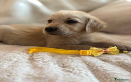 Golden Retriever dogs for sale: Golden retriever puppies ready to go  NOW 🐶🐾🦴  - Image 5