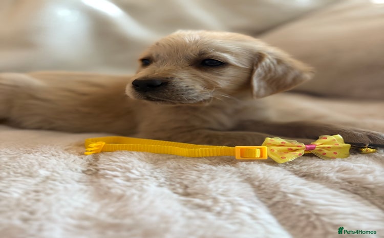Golden Retriever dogs - Advert 14