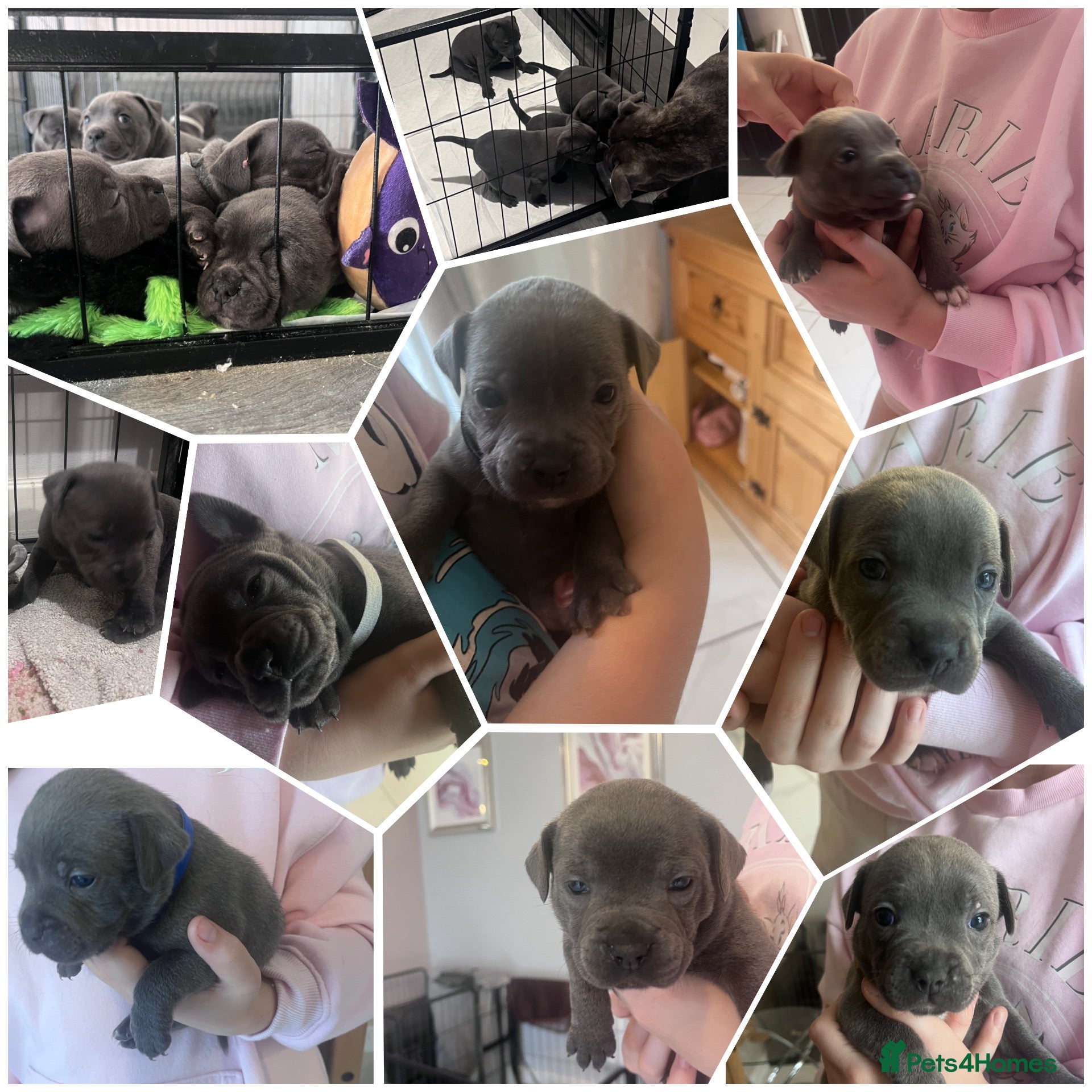 Staffordshire Bull Terrier dogs for sale: Blue Champion Bloodline - Advert 14