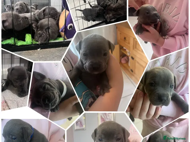 Staffordshire Bull Terrier dogs for sale: Blue Champion Bloodline - Advert 14