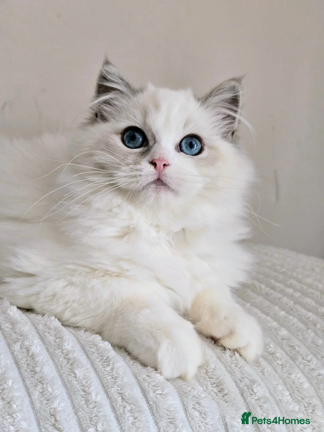Ragdoll cats for sale: Beautiful Pedigree Ragdoll Kittens 💘 Ready Now - Advert 2