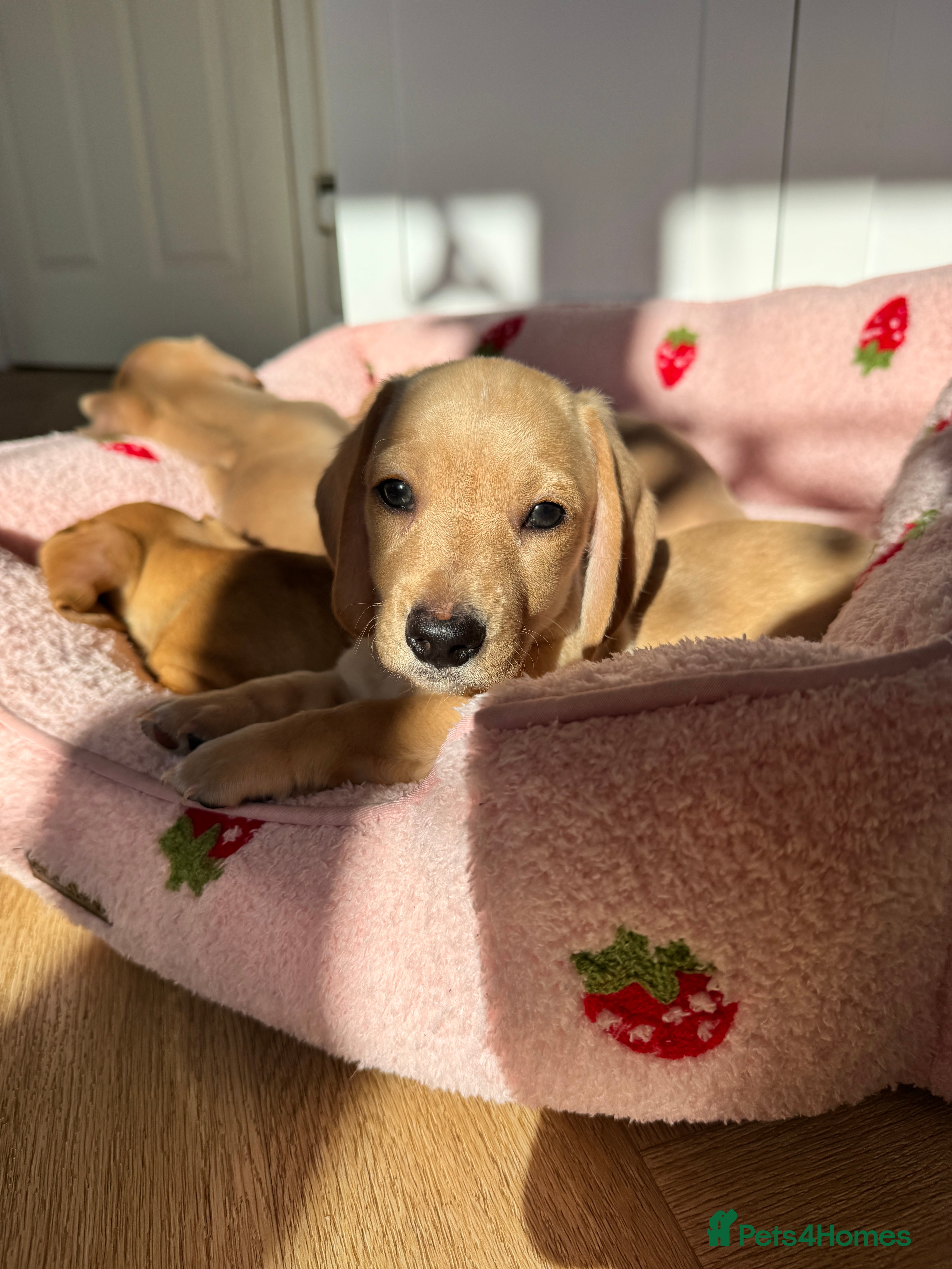 Miniature Dachshund dogs ✨ KC Smooth haired cream miniature dachshunds✨ - Advert 15