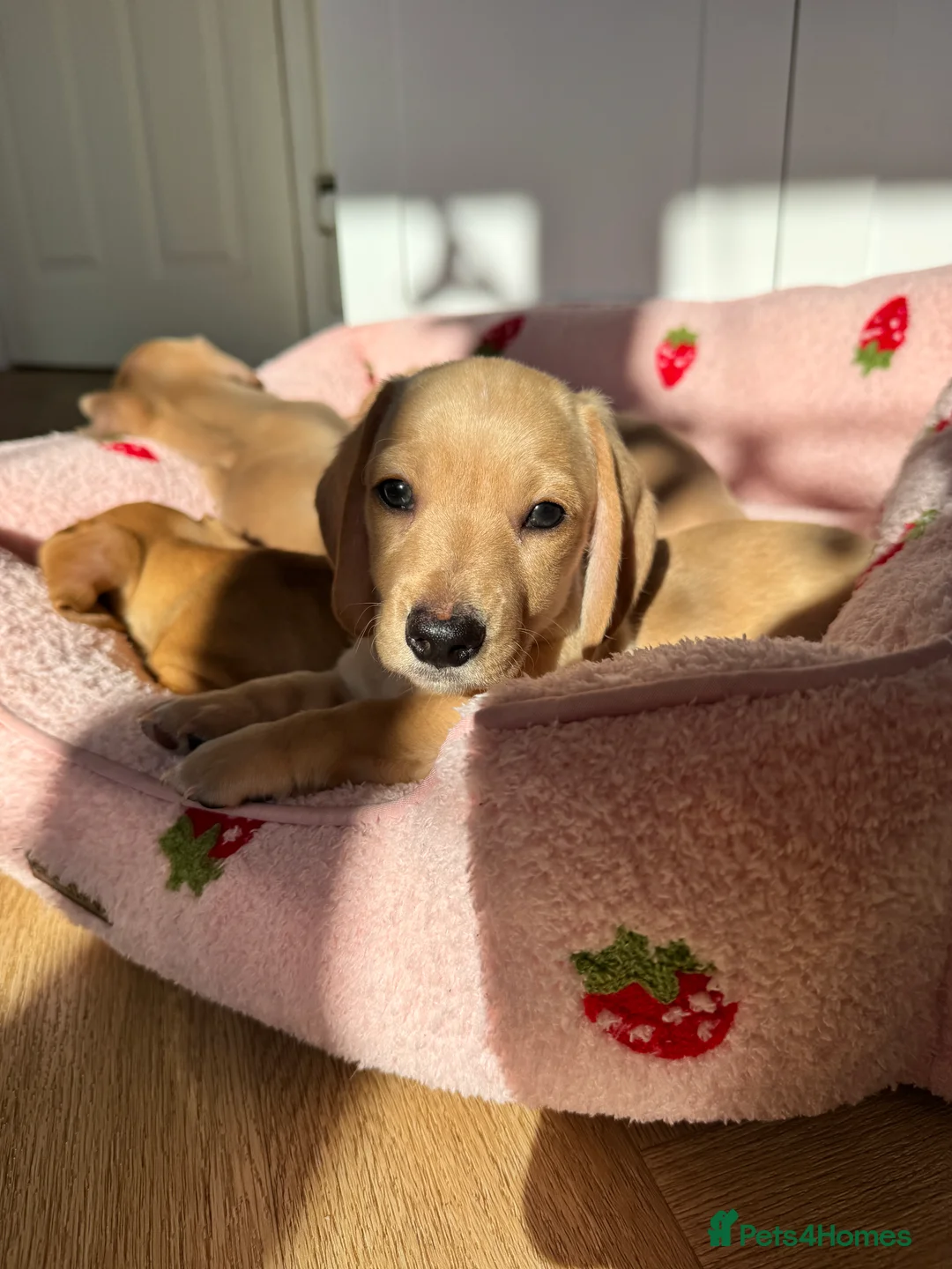 Miniature Dachshund dogs for sale: ✨ KC Smooth haired cream miniature dachshunds✨ - Advert 1