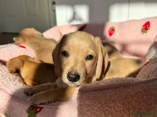 Miniature Dachshund dogs ✨ KC Smooth haired cream miniature dachshunds✨ - Advert 15