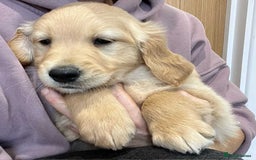 Golden Retriever dogs for sale: Beautiful Chunky KC Golden Retriever Puppies - Image 5