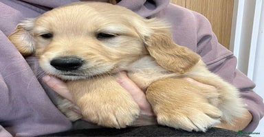 Golden Retriever dogs - Advert 3