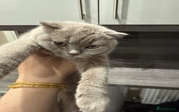 Scottish Fold cats for sale: Scottish Fold - Image 5