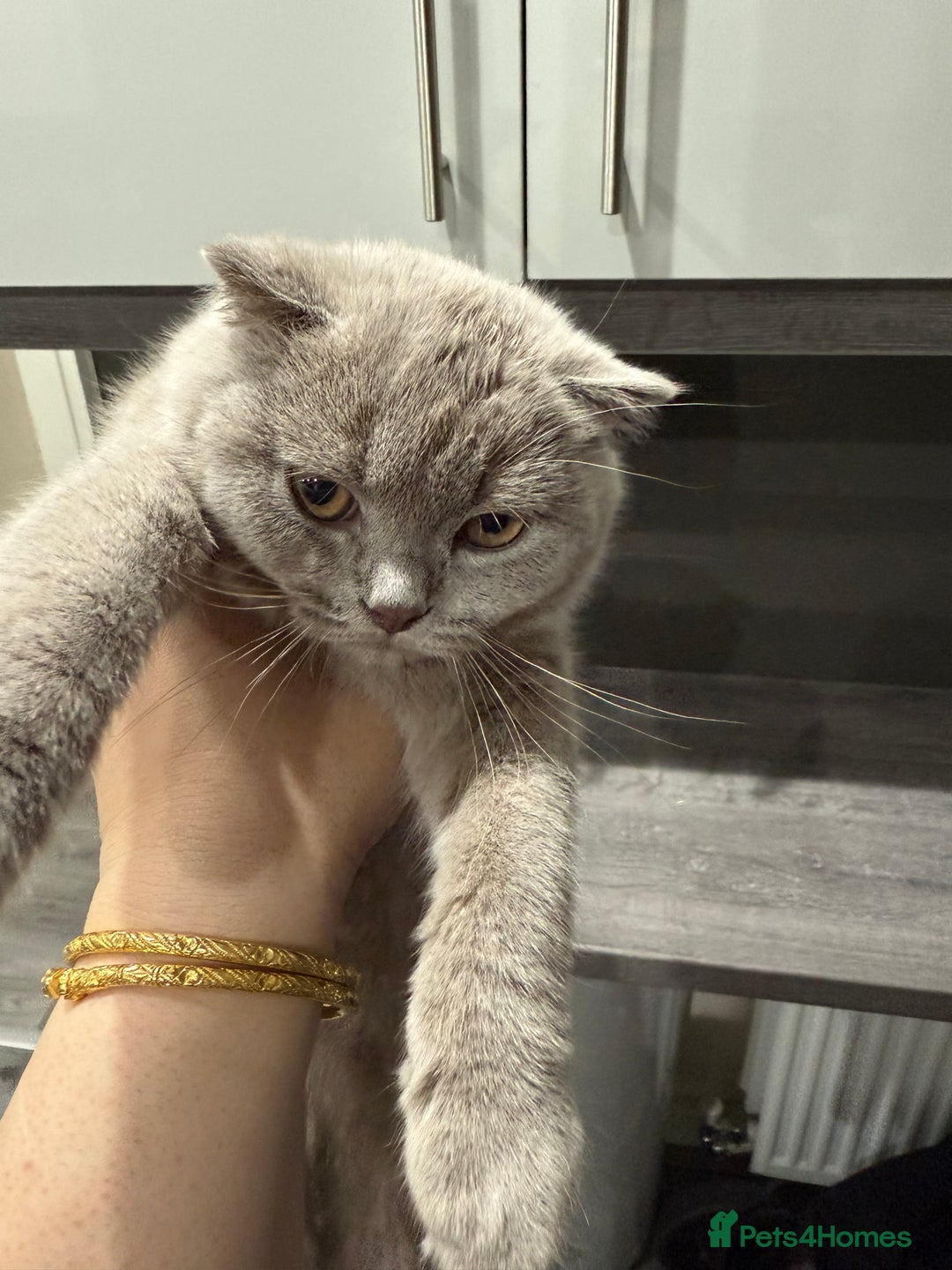 Scottish Fold cats for sale: Scottish Fold - Image 5