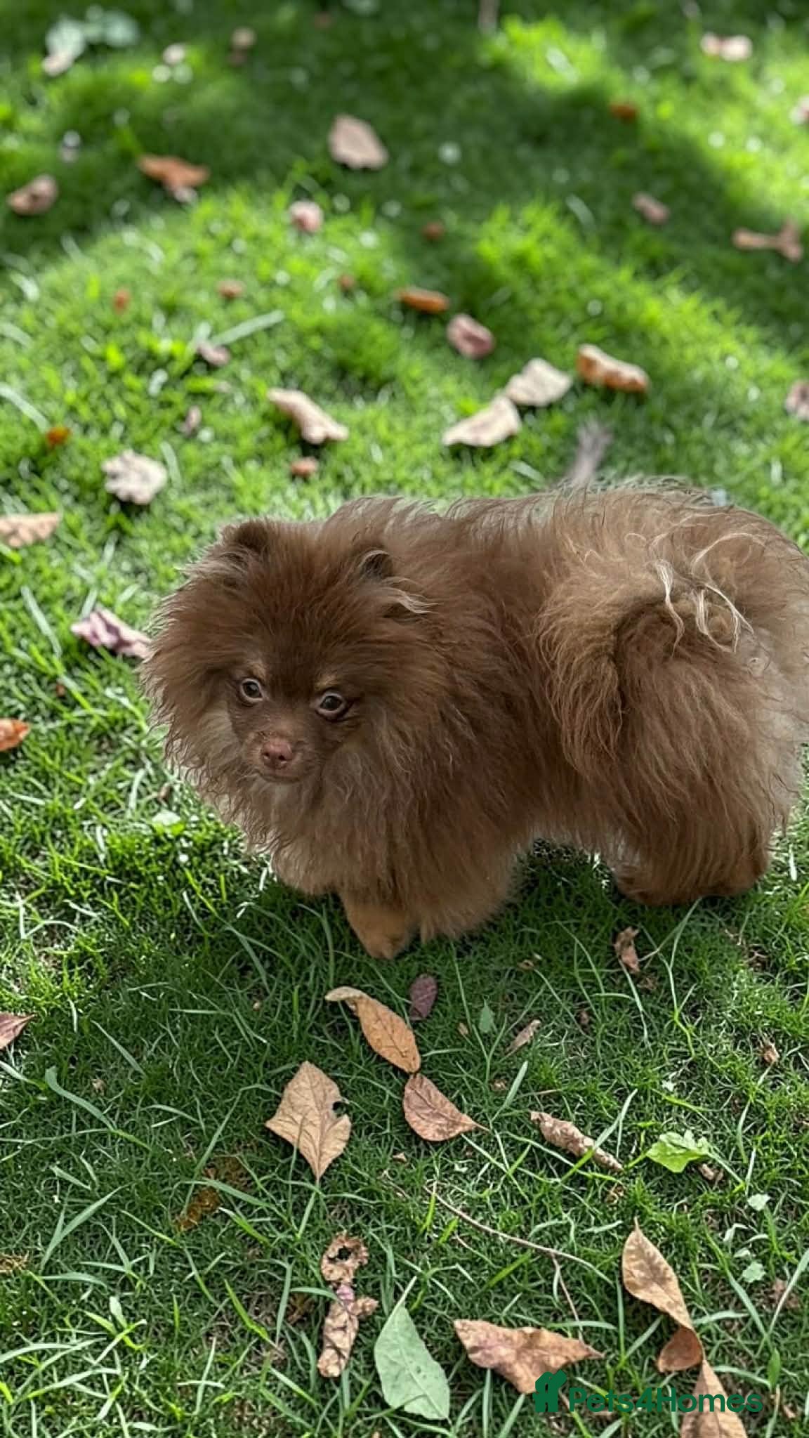 Pomeranian dogs For sale Stunning Pomeranian puppy - Advert 14