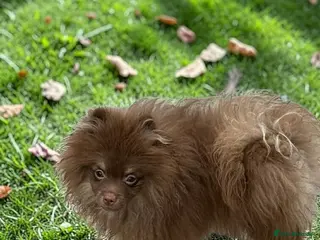 Pomeranian dogs For sale Stunning Pomeranian puppy - Advert 14