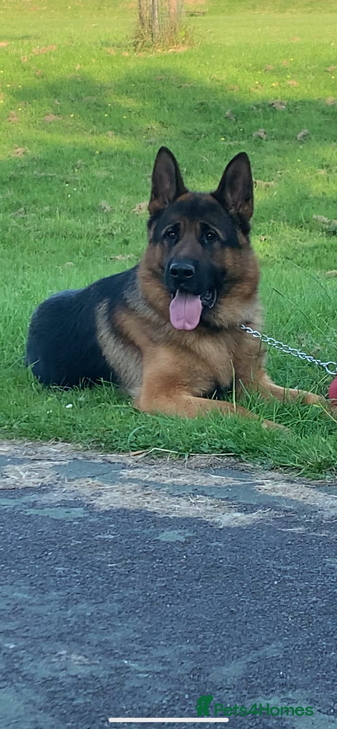 German Shepherd dogs Kc reg PROVEN Champion bloodline male for stud  in Oldham - Advert 17